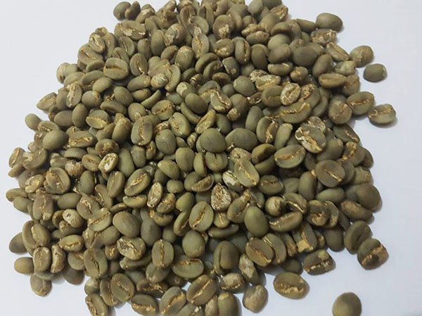 Machine de traitement des grains de café vert