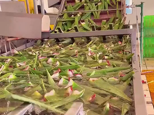 Machine à fabriquer des boissons au jus d'aloe vera