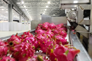 Fabricant de ligne de production automatique de boissons Dragon