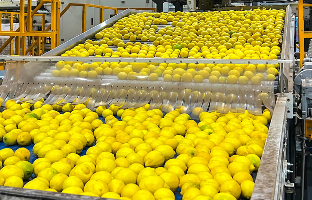 Fabricant de ligne de production automatique de jus de citron