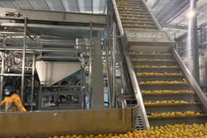 Fabricant de ligne de production automatique de jus de mangue