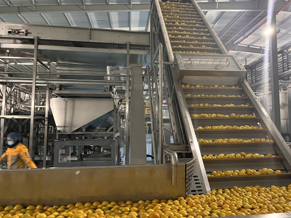 Fabricant de ligne de production de jus de mangue automatique