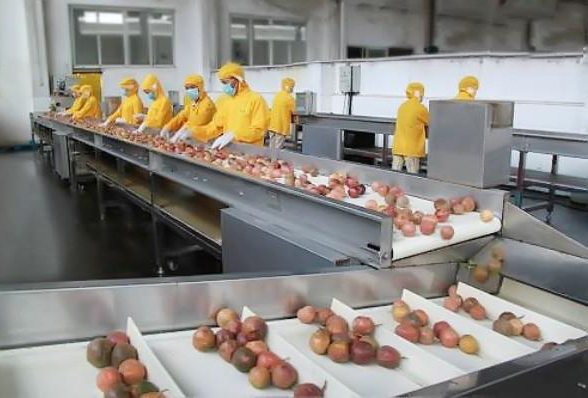 Fabricant de ligne de production automatique de jus de fruits tropicaux