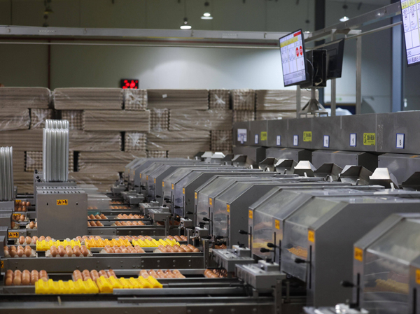 Fabricant de lignes de production pour la cuisson et l'écalage des œufs