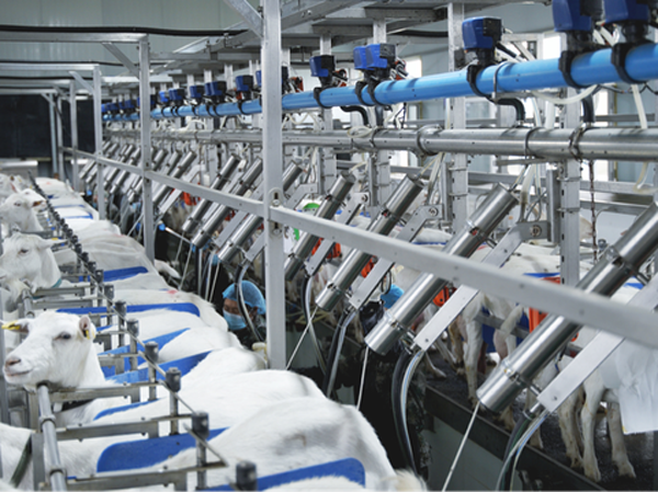 Fabricant de ligne de production entièrement automatique de lait de chèvre