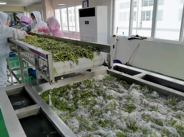 Fabricant de lignes de production pour le nettoyage, le blanchiment et le blanchissage des légumes