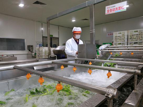 Prix des équipements pour machines de nettoyage de légumes