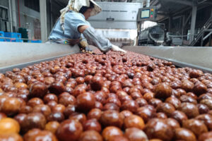 Fabricant de lignes de production de transformation en profondeur des noix automatiques